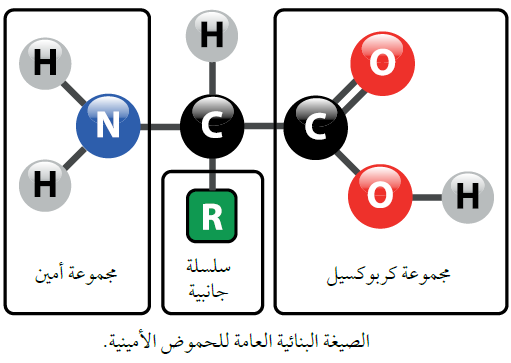 تركيب الحموض الأمينية